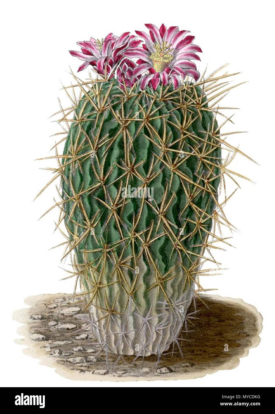 . Inglese: Echinocactus . 1904. Schumann, Gürke & Vaupel Peter A. Mansfeld per l'immagine filtred. 152 Echinocactus BlKakteenT159 Foto Stock