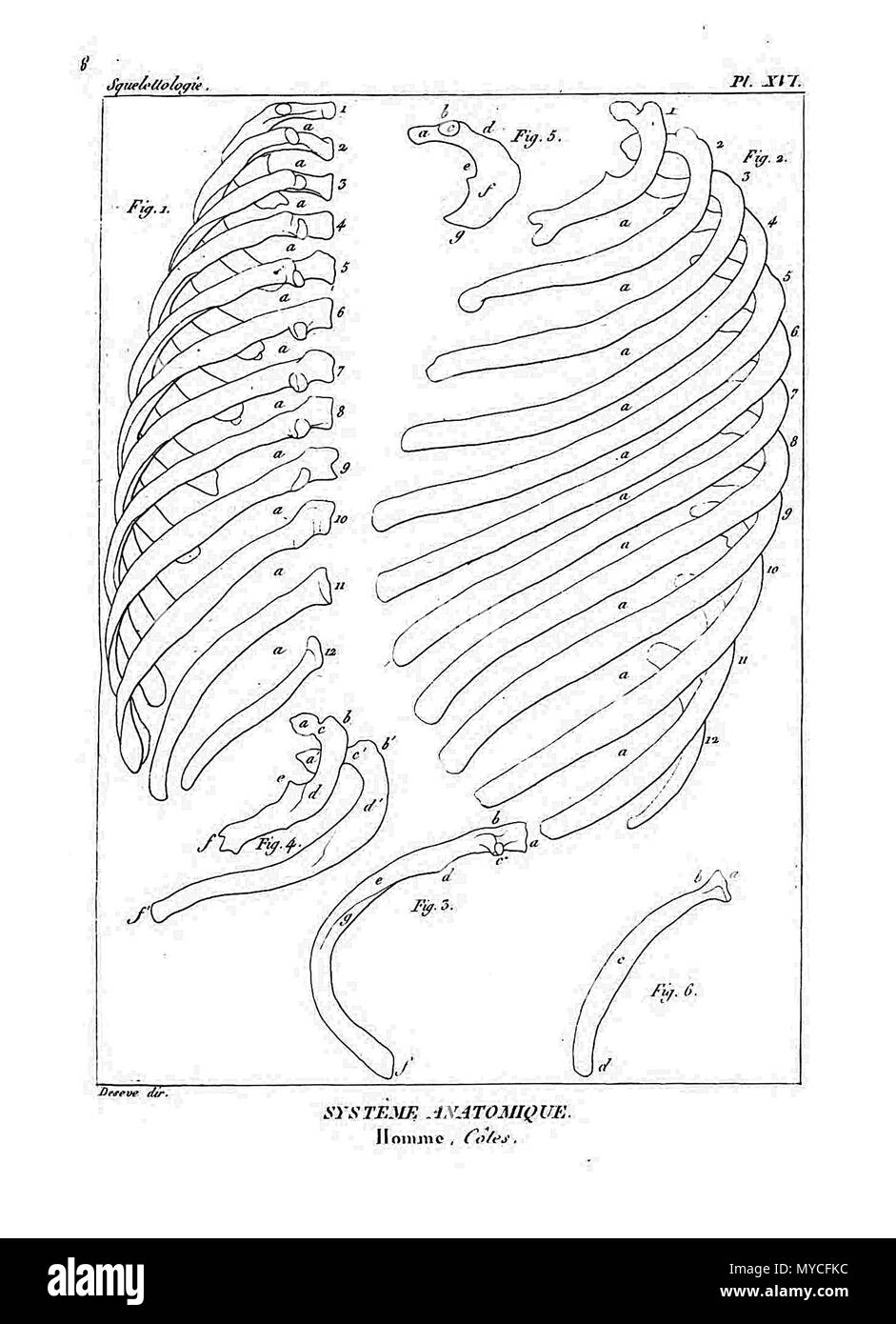 164 Encyclopédie méthodique - Systeme Anatomique, PL16 Foto Stock