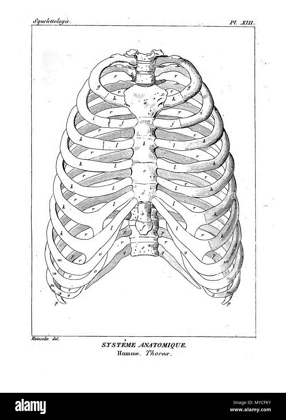 164 Encyclopédie méthodique - Systeme Anatomique, PL13 Foto Stock