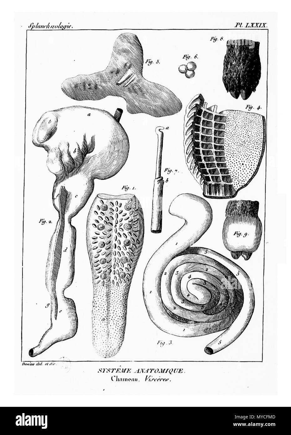 164 Encyclopédie méthodique - Systeme Anatomique, PL79 Foto Stock