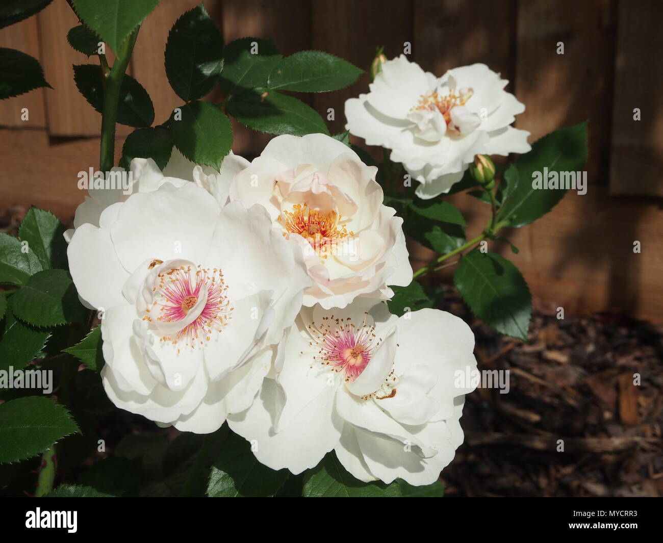 Bianco crema rosa rampicante fiori completamente aperti al sole Foto Stock