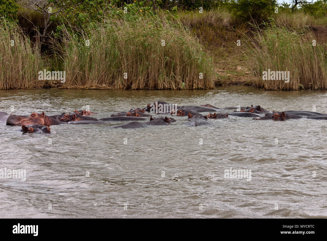 Kwazulu-Natal, Sud Africa: gruppo di ippopotami galleggianti in un fiume Foto Stock