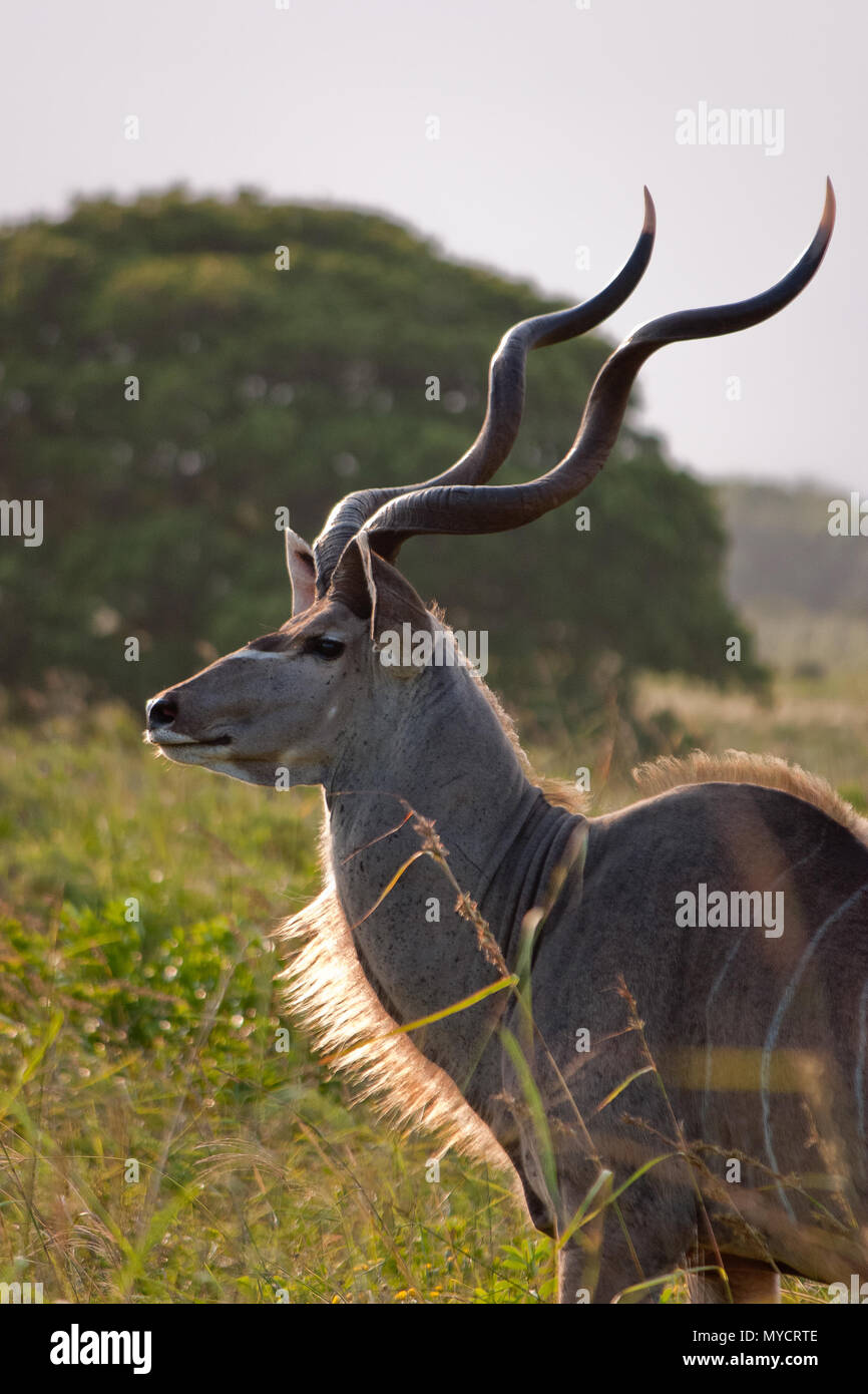 Kwazulu-Natal, Sud Africa: un grande Kudu antilope Foto Stock