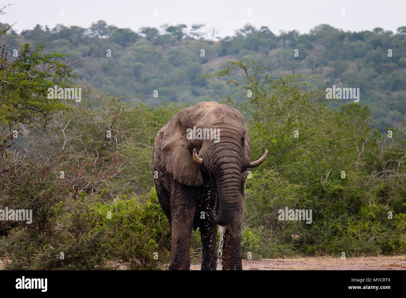 Kwazulu-Natal, Sud Africa: dell' elefante africano bull bevendo al waterhole Foto Stock