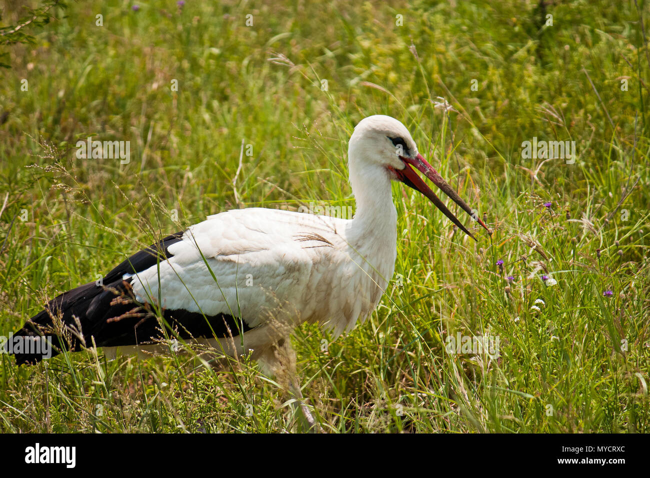 Una cicogna bianca svernano in Sud Africa Foto Stock