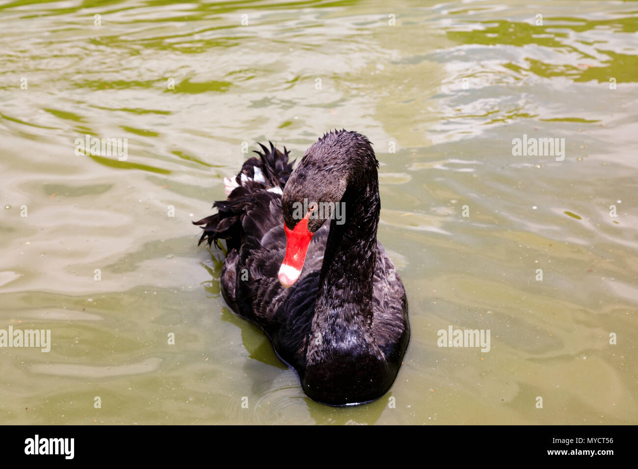 Black Swan, Cygnus atratus, il Palacio de Cristal stagno nel Parque del Buen Retiro, Madrid, Spagna. Foto Stock