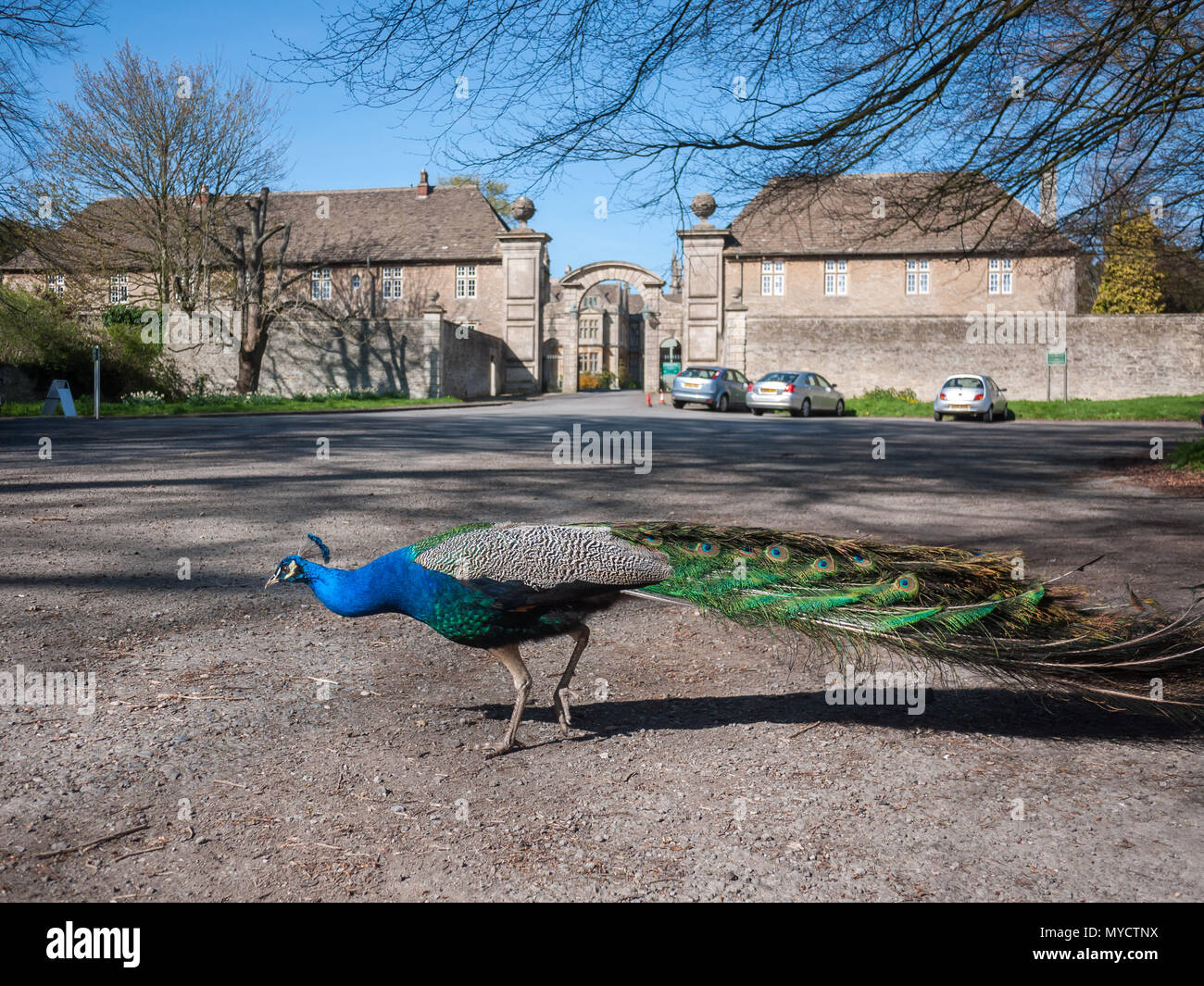 Wild peacock free roaming al parcheggio auto al di fuori del centro storico Corsham Court. Wiltshire, Regno Unito Foto Stock