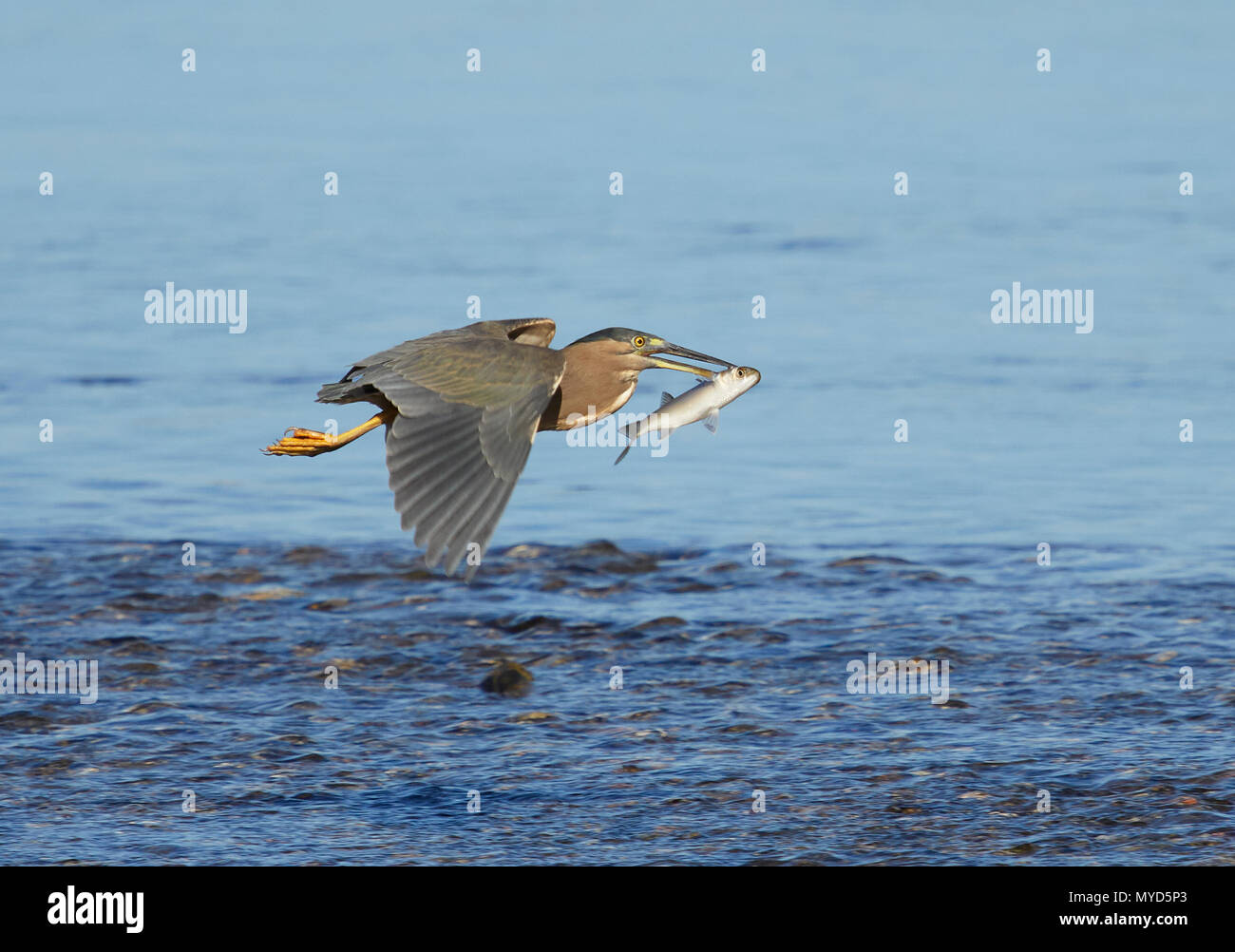 Un Airone striato (Butorides Striata) volare contro uno sfondo di acqua blu con la sua recente pesce pescato nel suo becco, Nuovo Galles del Sud, Australia Foto Stock