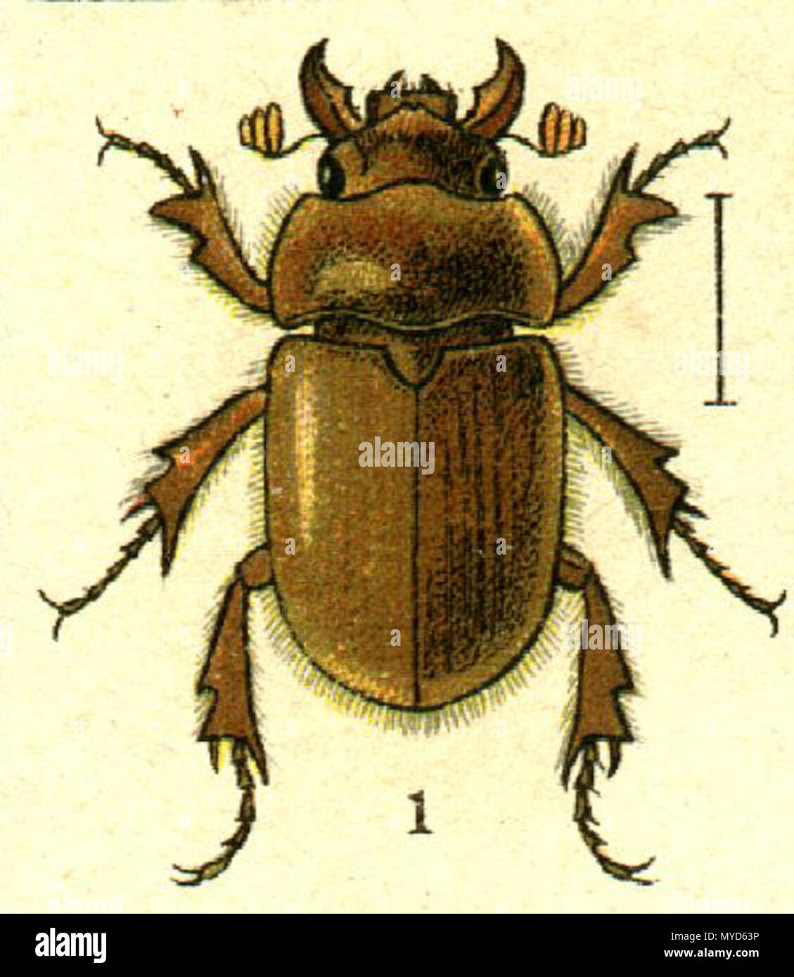 . Inglese: Codocera ferruginea . tra 1905 e 1915. Sconosciuto 118 Codocera ferruginea Foto Stock
