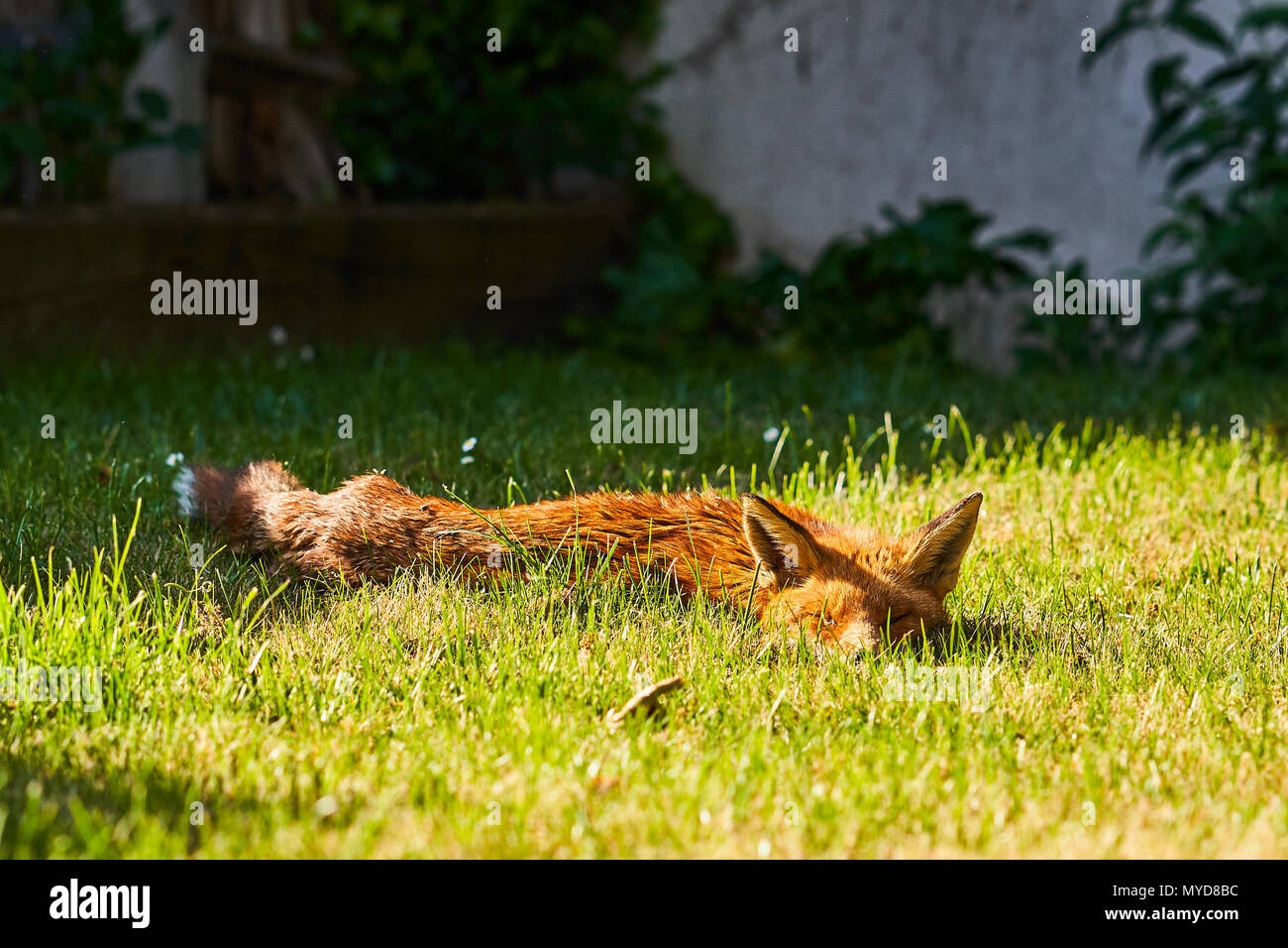 Urban Fox in giardino nella parte sud di Londra Foto Stock