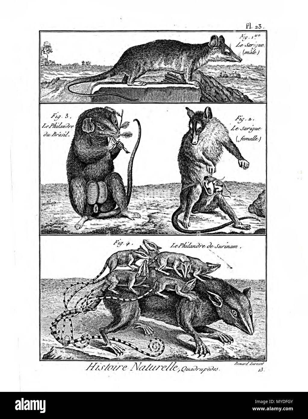 163 Encyclopédie méthodique - Mammalogie, PL23 Foto Stock