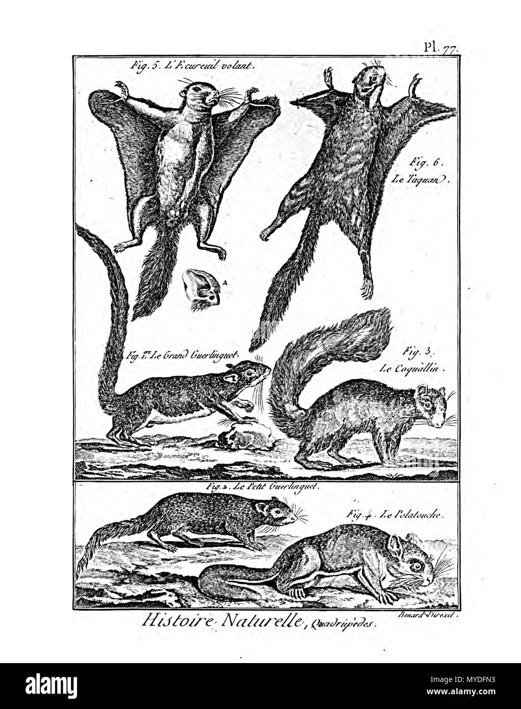 163 Encyclopédie méthodique - Mammalogie, PL77 Foto Stock