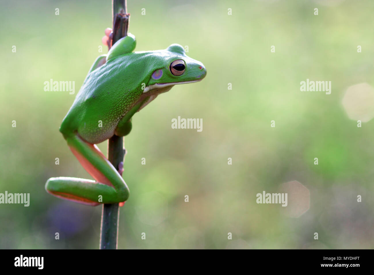 Le rane Rane di albero, losca Rane di albero su ramoscelli Foto Stock
