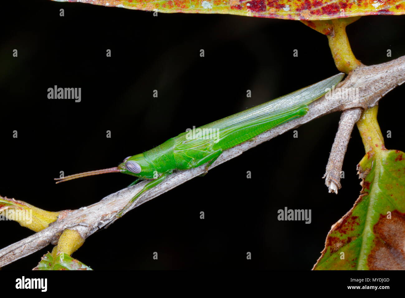 Un glassy-winged stuzzicadenti grasshopper, Stenacris vitreipennis, in bilico su un ramo. Foto Stock