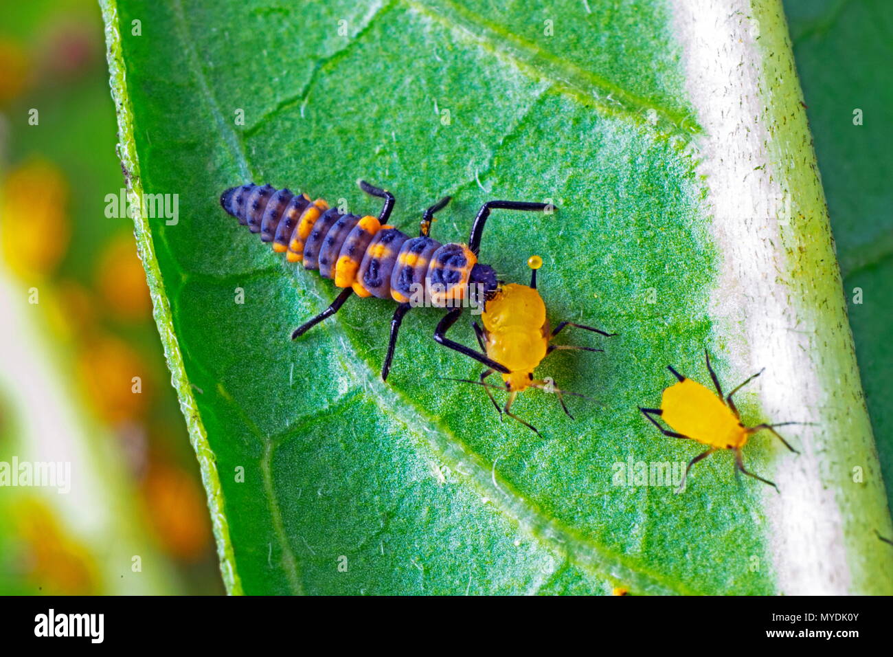 Un arancio lady bug, Cycloneda sanguinea, larve alimentazione su un milkweed afidi. Foto Stock