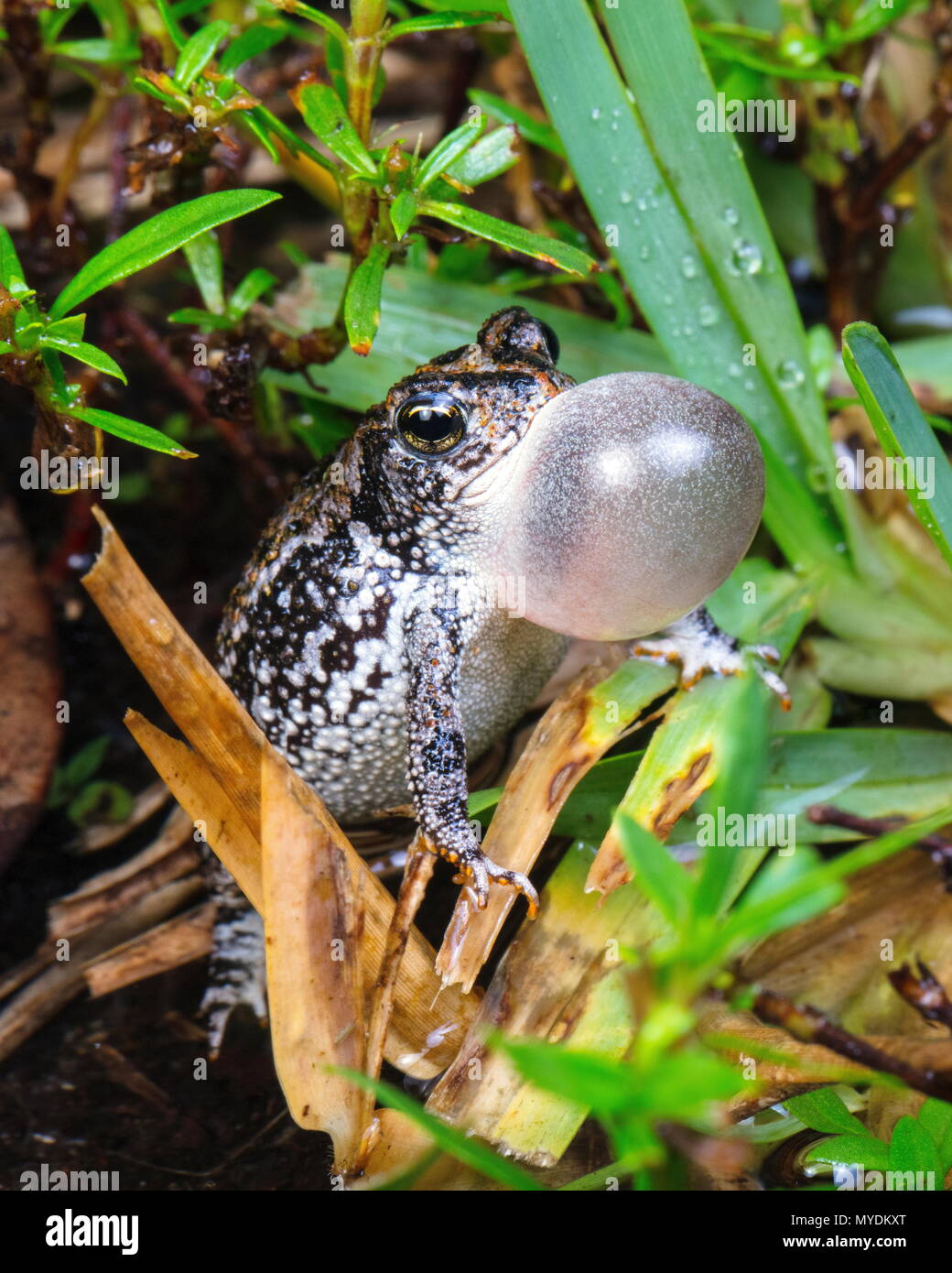Un piccolo rospo di quercia, Anaxyrus quercicus, le chiamate per un accoppiamento con il suo vocal sac gonfio. Foto Stock