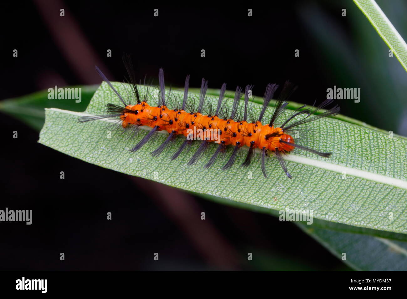 Polka Dot wasp larve di Tarma, Syntomeida epilais, su una foglia di oleandro. Foto Stock