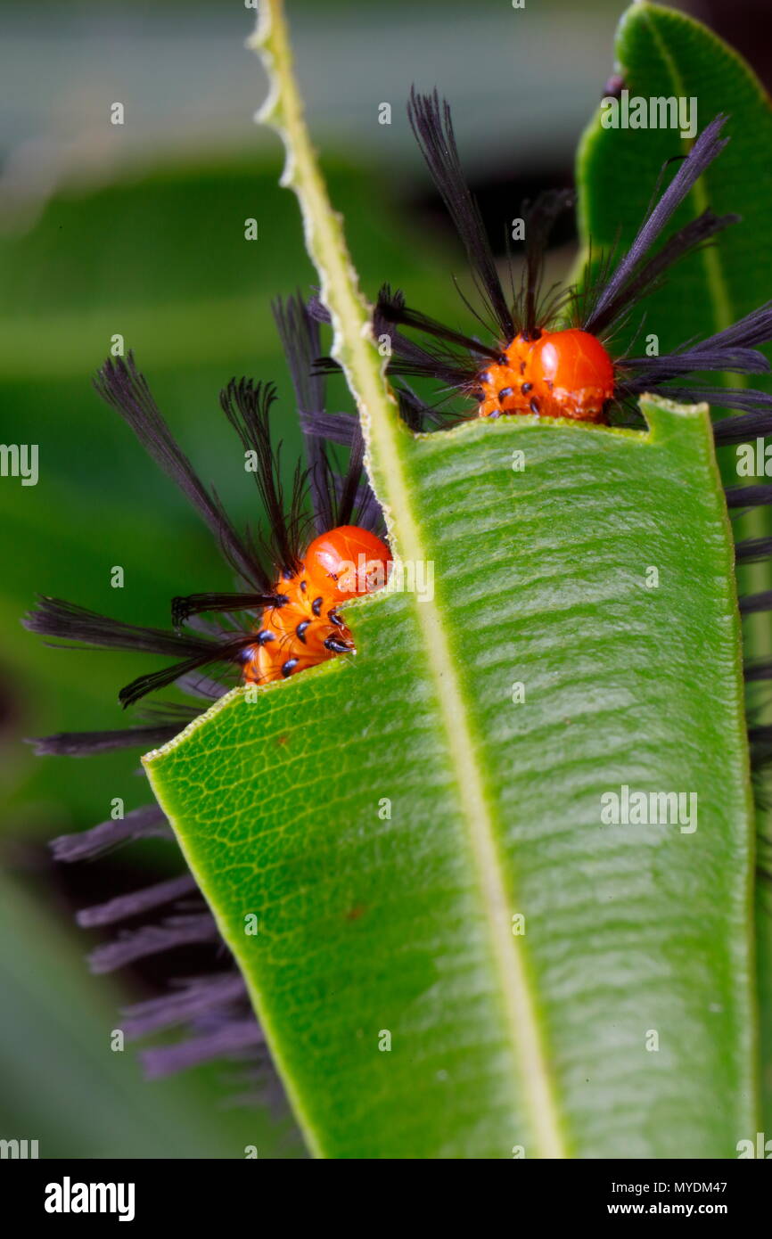 Polka Dot wasp larve di Tarma, Syntomeida epilais, alimentazione su una foglia di oleandro. Foto Stock