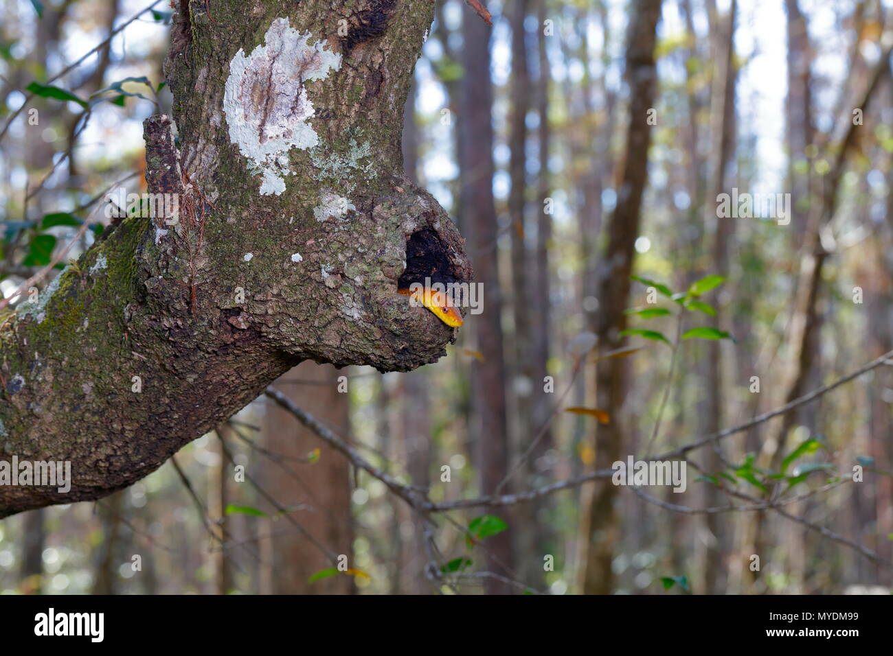 Un ratto orientale snake, Pantherophis alleghaniensis, coetanei fuori dal suo foro albero di Lair. Foto Stock
