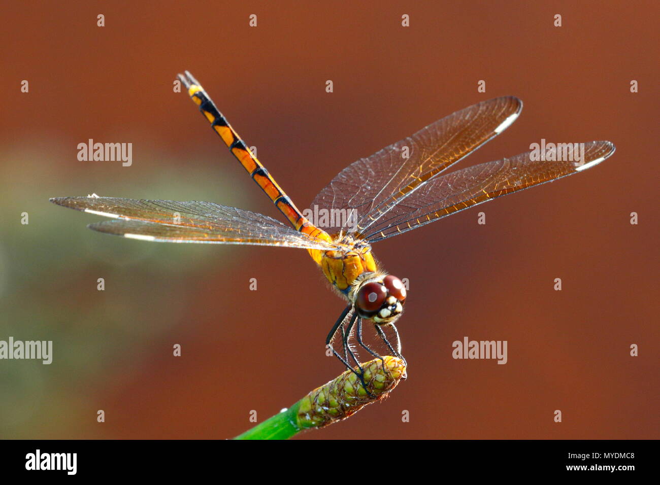 Un quattro-spotted pennant, Brachymesia gravida, a riposo su un impianto. Foto Stock