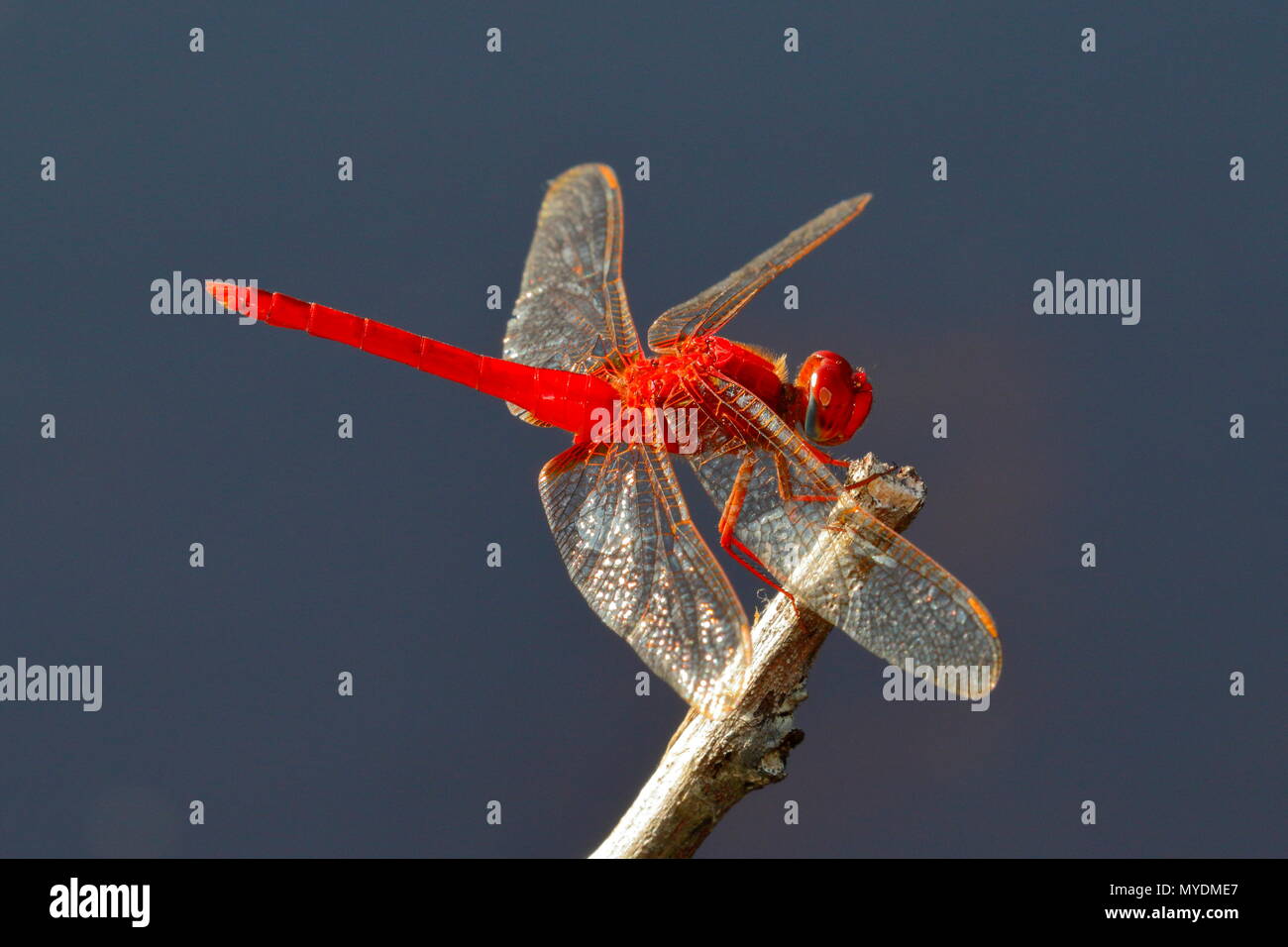 Un scarlet schiumarola, o rubicondo marsh schiumarola, Crocothemis servilia, poggiante su di un impianto. Foto Stock