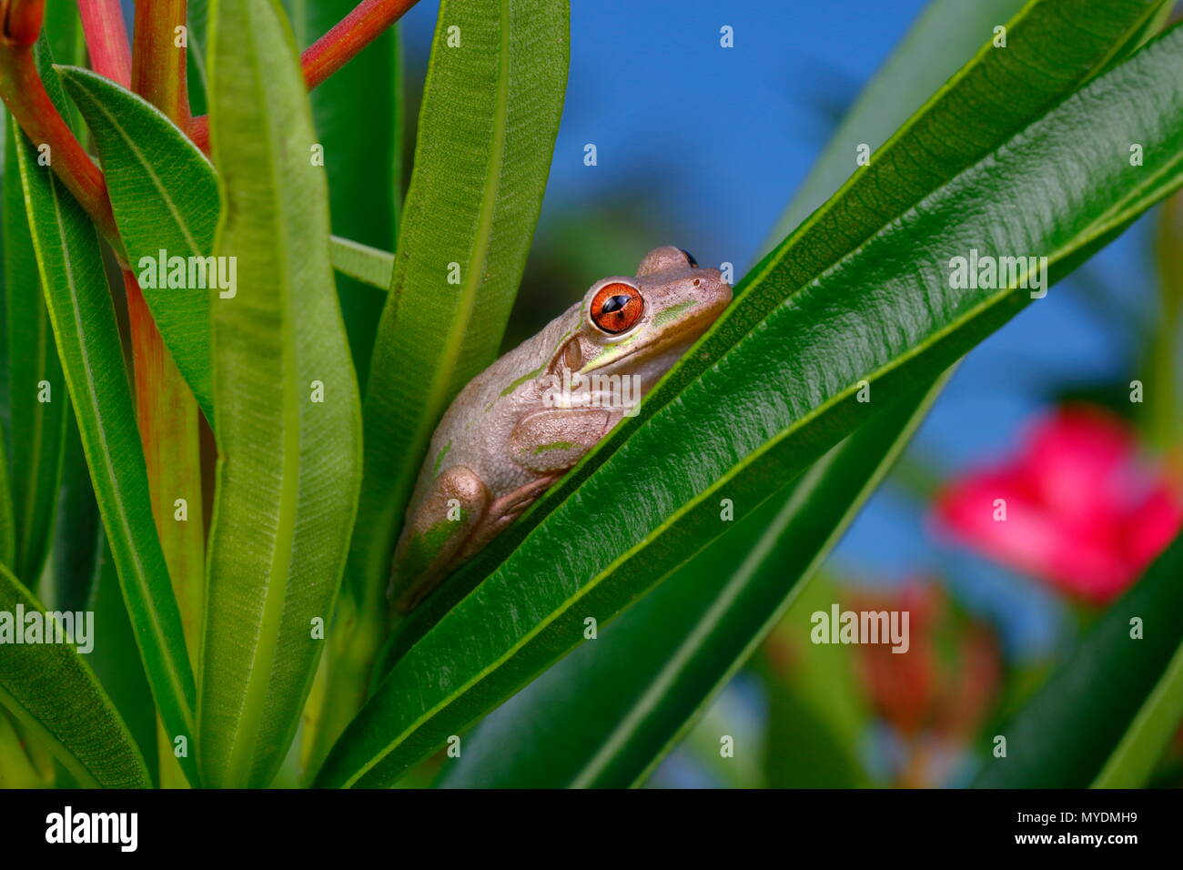 Un cubano raganella, Osteopilus septentrionalis, foraggio per alimentare e arroccato di fogliame. Foto Stock