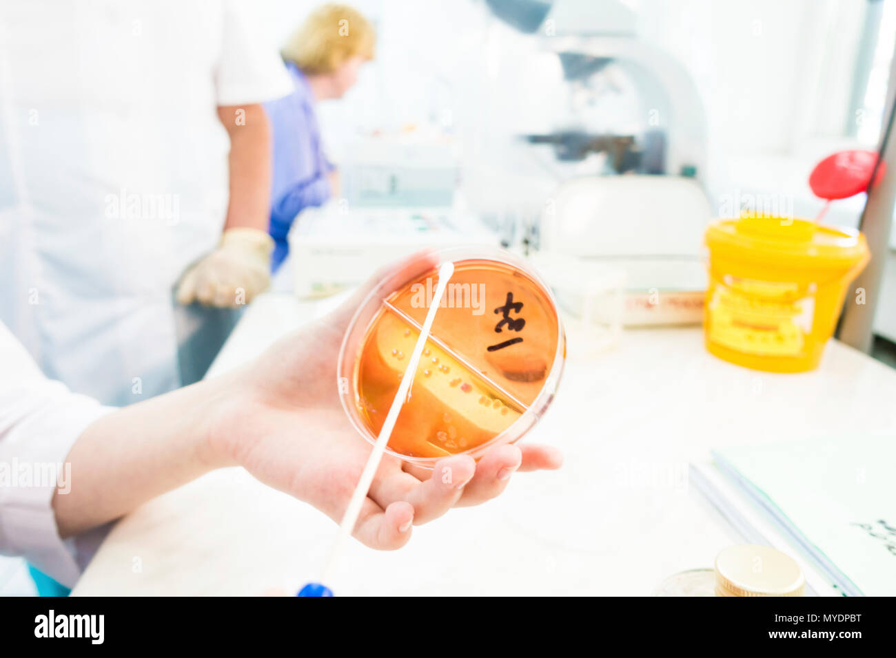 Ricerca di microbiologia. Il tecnico con bastoncini di cotone una piastra di agar. Foto Stock