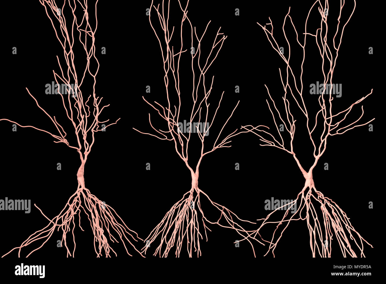 Ippocampo neurone, illustrazione del computer. L'ippocampo in esseri umani è la struttura del cervello responsabili per la memoria a lungo termine. Foto Stock