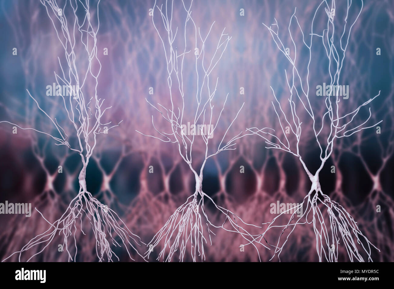 Ippocampo neurone, illustrazione del computer. L'ippocampo in esseri umani è la struttura del cervello responsabili per la memoria a lungo termine. Foto Stock