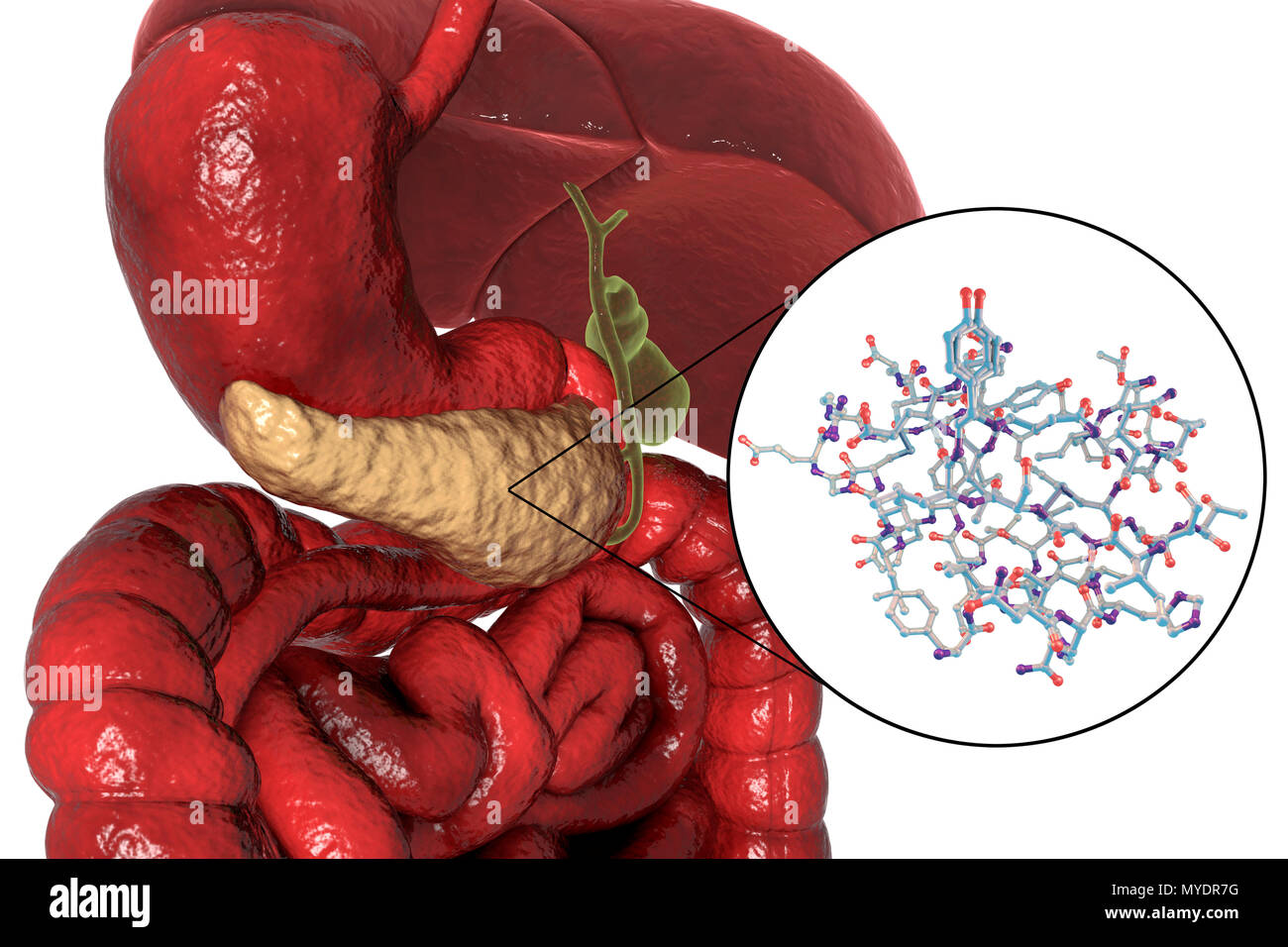 Immagine del calcolatore dell'apparato digestivo umano con evidenziato il  pancreas, e un modello molecolare di insulina. L'insulina è un enzima  prodotto dal pancreas Foto stock - Alamy