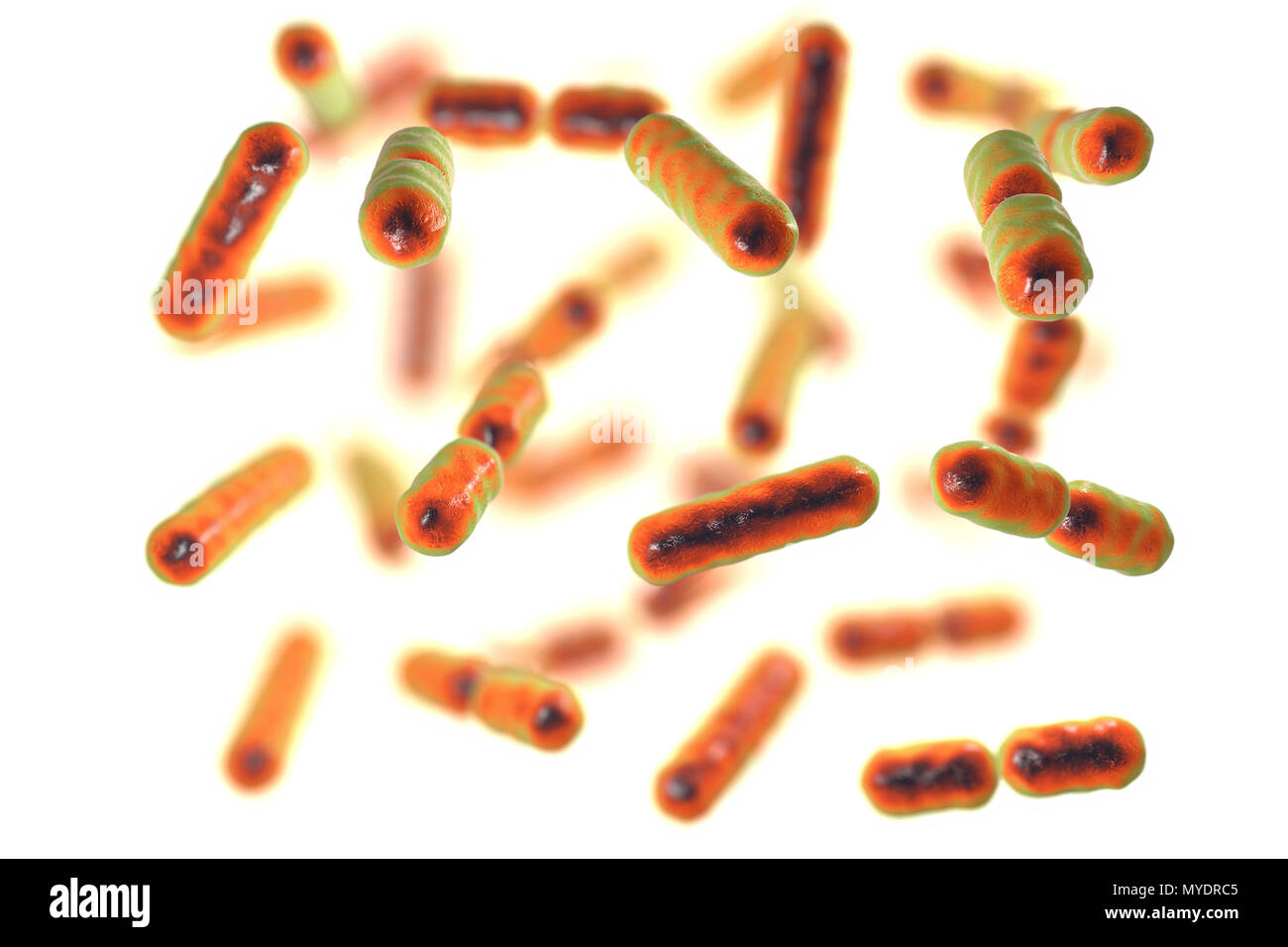 Computer illustrazione di Bacteroides sp. batteri. Questi sono a forma di asta, obbligherà anaerobico gram-negativi, saccharolytic batteri. Il Bacteroides sono i più comuni batteri trovati nell'umana intestinale. Essi sono coinvolti in molte importanti attività metaboliche nella flora umano del colon, compresa la fermentazione di carboidrati, l'utilizzazione di sostanze azotate, e la biotrasformazione di acidi biliari e altri steroidi. Quando il Bacteroides sfuggire il colon, essi sono responsabili di molti tipi di infezioni e ascessi che possono verificarsi in tutto il corpo compresa la parte superiore del corpo, Foto Stock