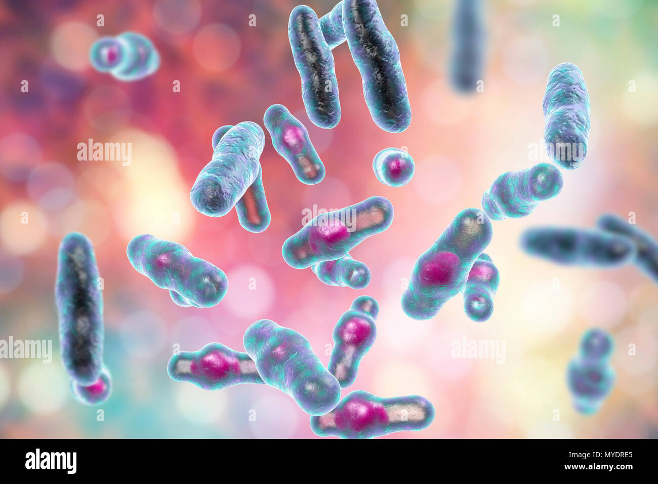 Illustrazione del calcolatore di Clostridium perfringens. Questi sono Gram-positivi, endospore-formatura, astiformi di batteri. Vegetative e spore. Questo batterio si verifica di frequente negli intestini degli esseri umani e molti domestici e animali selvatici. L intossicazione alimentare si verifica quando gli alimenti come la carne di manzo, il sugo di carne e pollame sono raffreddati e/o riscaldati in modo improprio e grandi numeri di cellule vegetative vengono ingeriti. La produzione di tossine nel tratto digestivo è associato con la sporulazione. C. perfringens è anche un importante agente patogeno di infezioni di ferite, per produrre una varietà di tossine che agiscono sia a livello locale e sistemica. Foto Stock