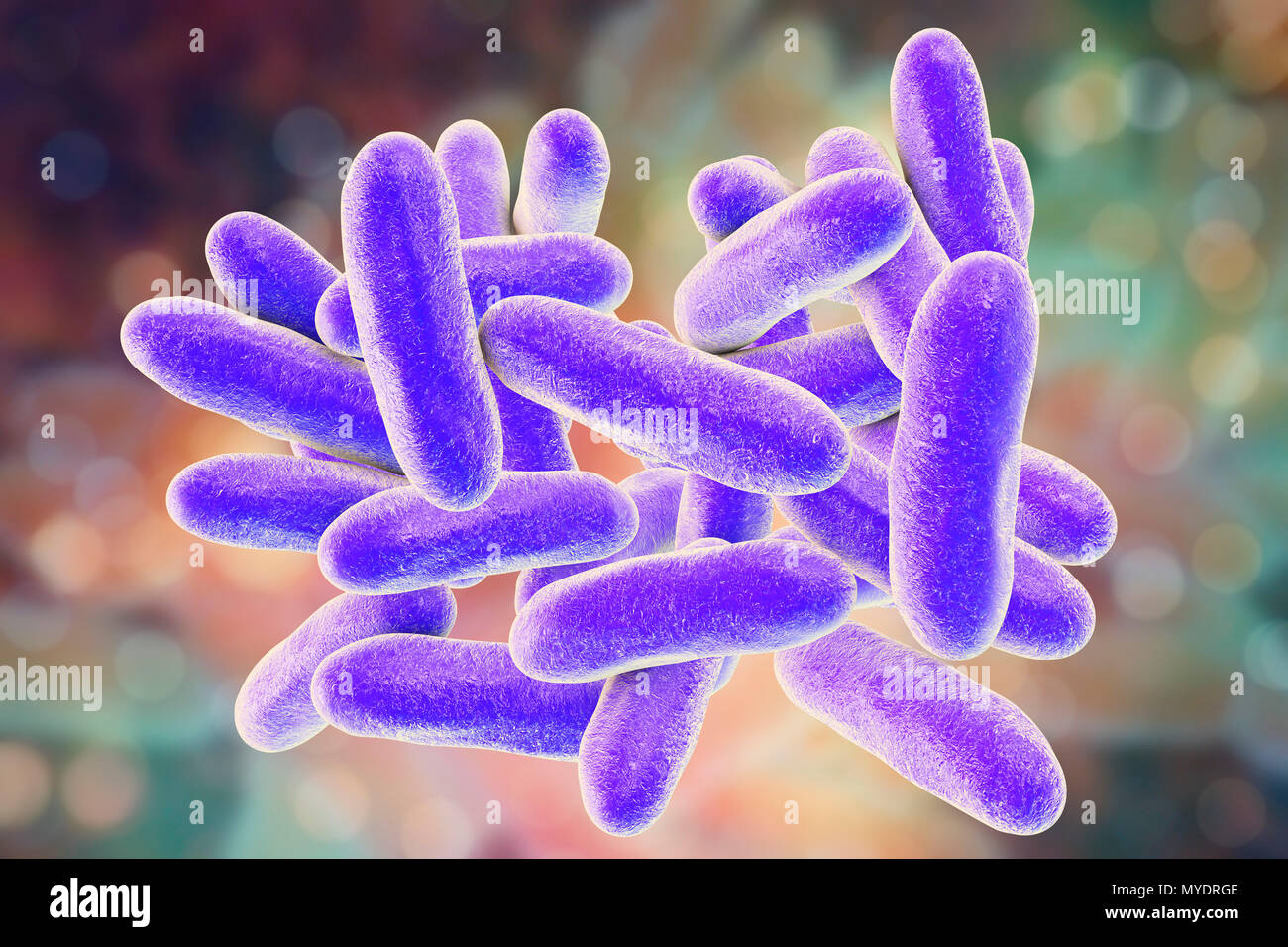 Le legionelle batteri. Computer illustrazione della Legionella pneumophila  batteri, la causa del morbo del legionario. Questi bacilli (a forma di asta  batteri) sono Gram-negativi. L. pneumophila è stato identificato come un  agente