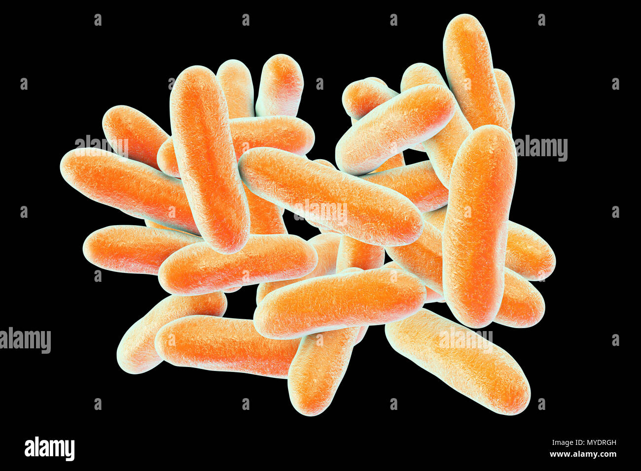 Le legionelle batteri. Computer illustrazione della Legionella pneumophila  batteri, la causa del morbo del legionario. Questi bacilli (a forma di asta  batteri) sono Gram-negativi. L. pneumophila è stato identificato come un  agente