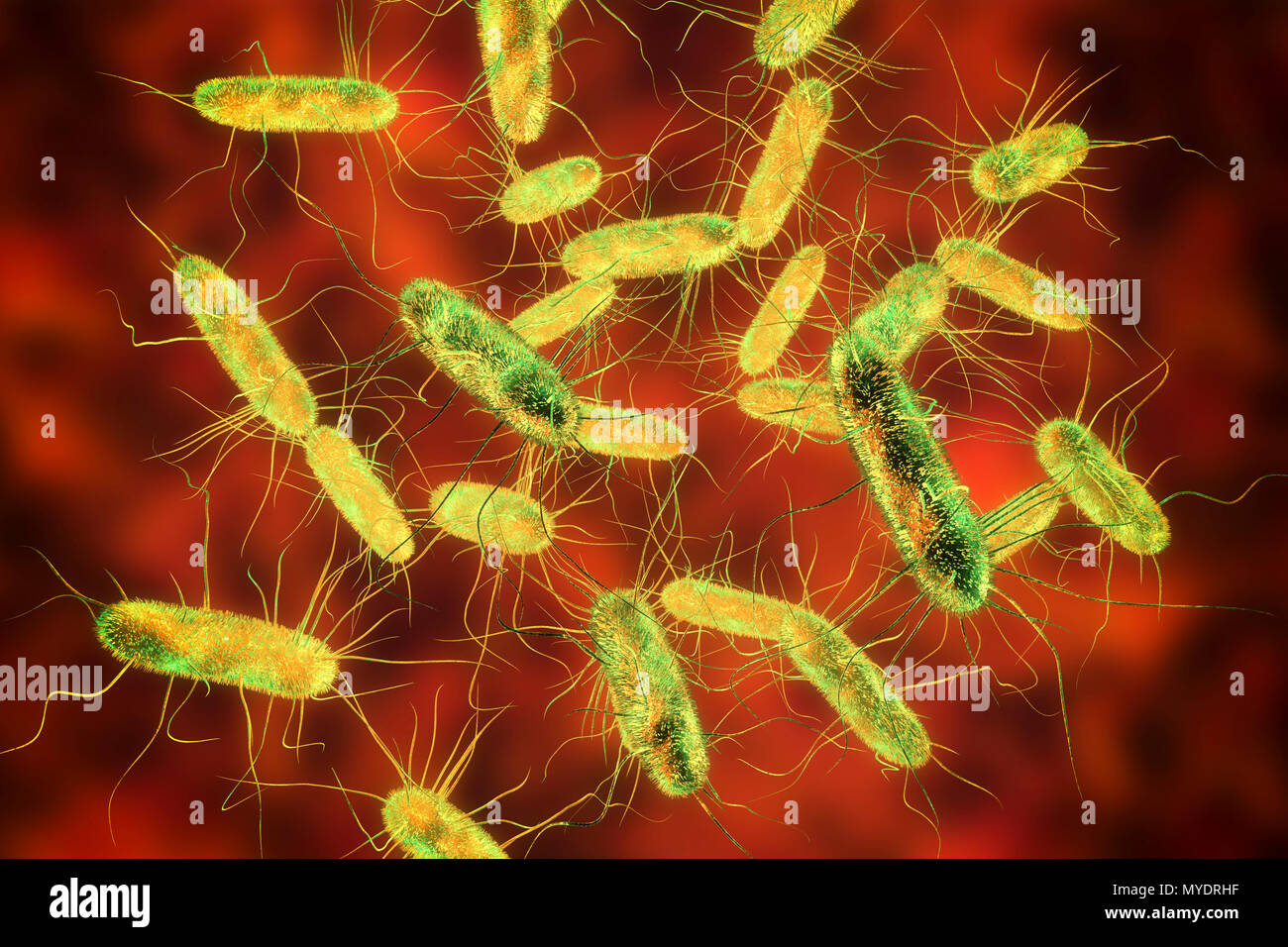 Batteri di Salmonella, illustrazione del computer. La Salmonella sp. sono i  batteri Gram negativi a forma di asta di batteri che hanno flagelli  (capelli-strutture simili) che essi utilizzano per la locomozione. Essi