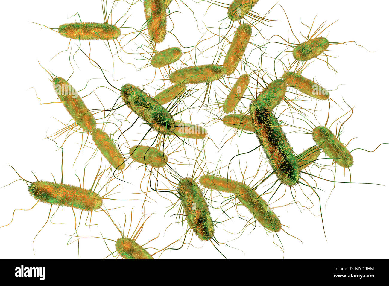 Batteri di Salmonella, illustrazione del computer. La Salmonella sp. sono i batteri Gram negativi a forma di asta di batteri che hanno flagelli (capelli-strutture simili) che essi utilizzano per la locomozione. Essi possono causare avvelenamento alimentare una volta ingerito con gli alimenti contaminati. I sintomi possono includere dolore addominale, nausea, diarrea e vomito. Foto Stock