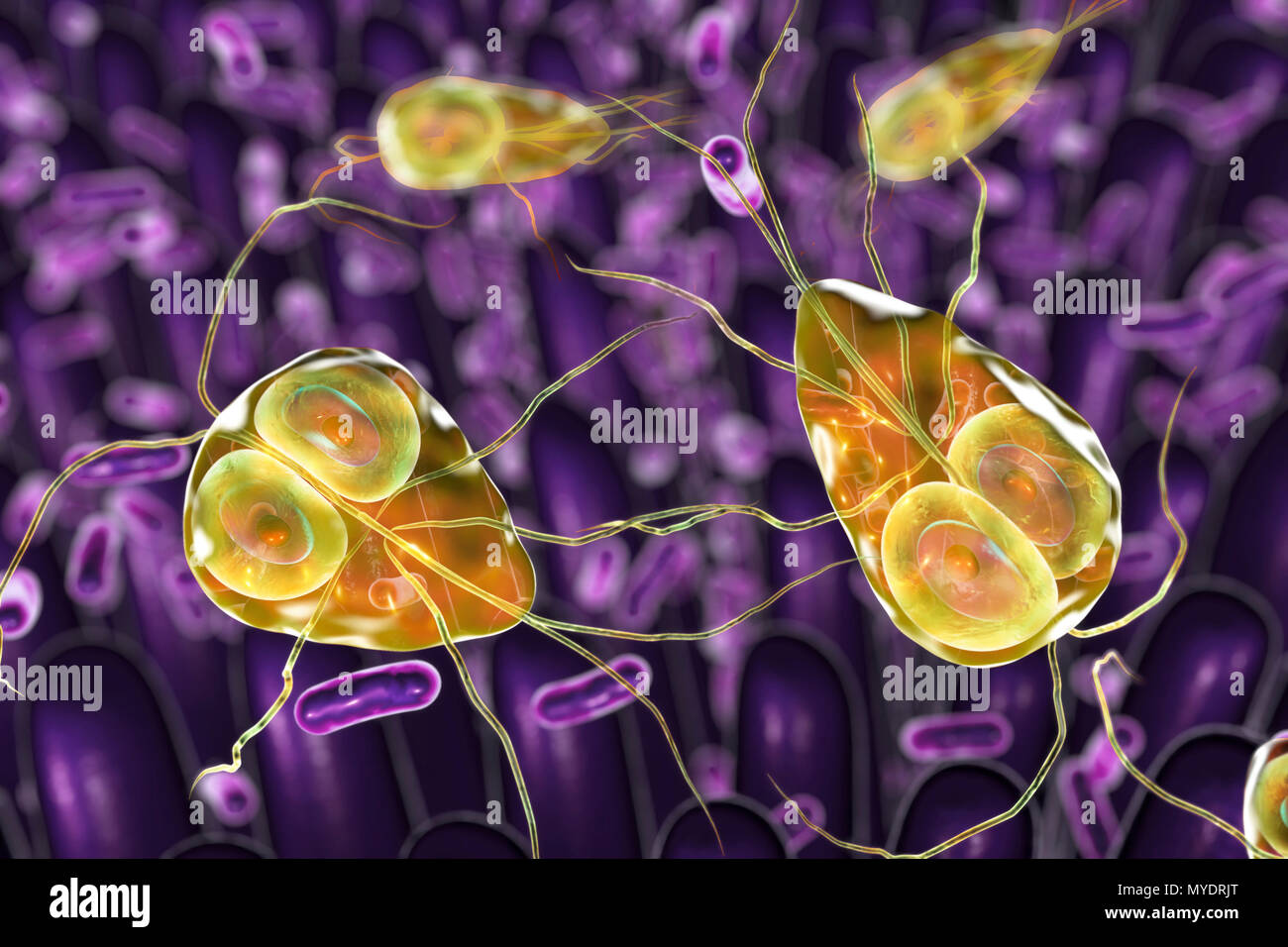 Giardia lamblia parassiti nel duodeno, illustrazione del computer. Giardia lamblia è un protozoo flagellato parassita. Esso colonizza e riproduce nel piccolo intestino e provoca la giardiasi. Foto Stock