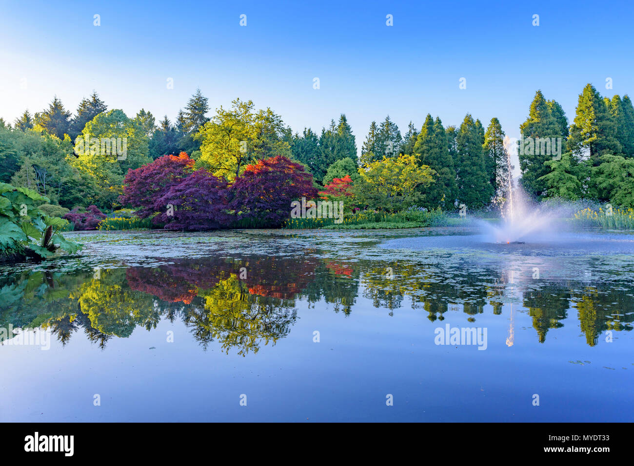 Laghetto con fontana, VanDusen Botanical Garden, Vancouver, British Columbia, Canada. Foto Stock