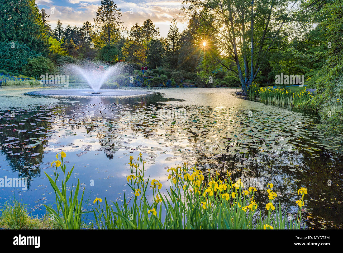 Laghetto con fontana, VanDusen Botanical Garden, Vancouver, British Columbia, Canada. Foto Stock