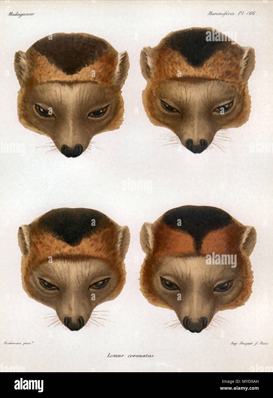 171 Il Eulemur coronatus AGrandidier Foto Stock
