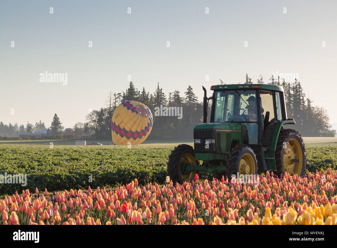 WOODBURN, OREGON - Aprile 13, 2014: un lavoratore in un trattore guardando una mongolfiera lancio su campi di tulipani in Woodburn, o il 13 aprile 2014. Foto Stock