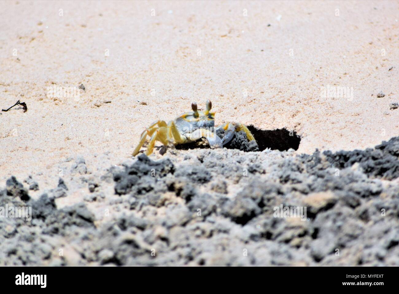 Granchio della sabbia Foto Stock