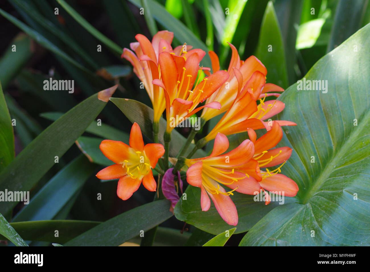 Dolce di fiori di colore arancione in presenza di luce solare Foto Stock