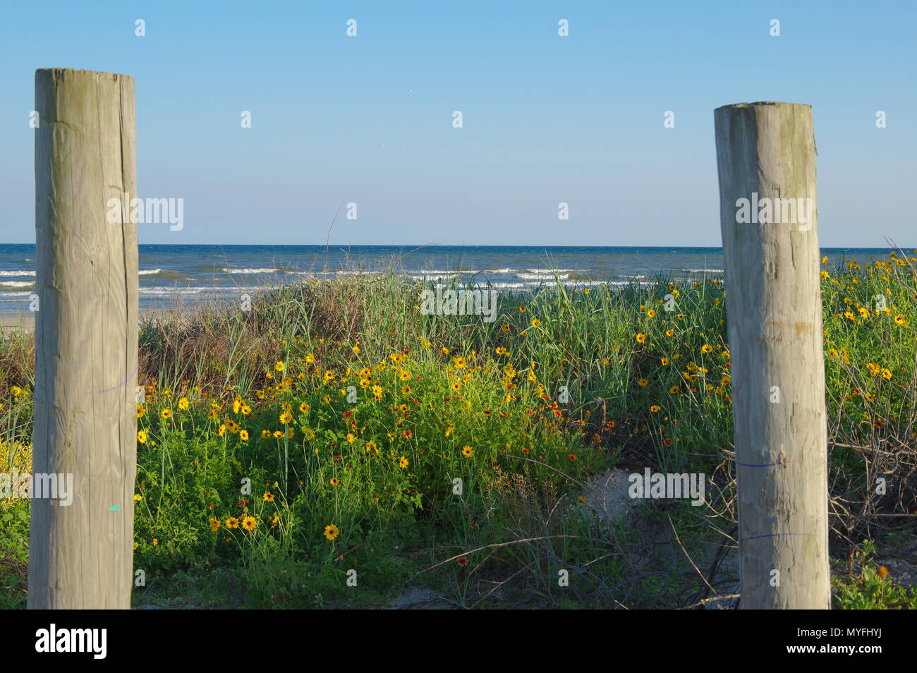 Dune Fiori con acqua blu Horizon in background Foto Stock