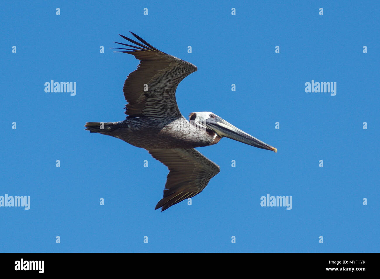 Brown Pelican Soaring sovraccarico in un cielo blu chiaro Foto Stock