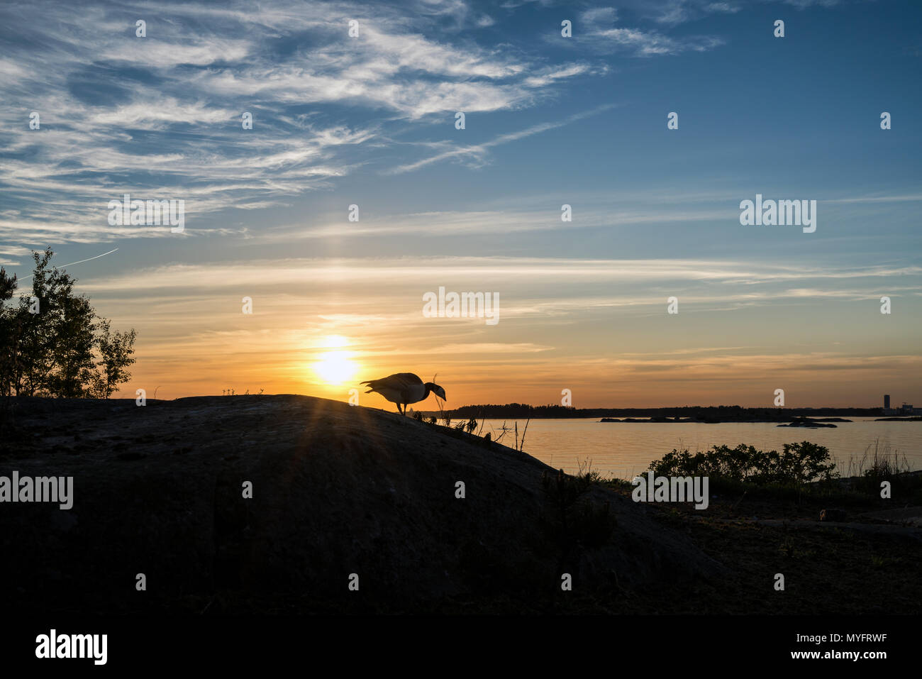 Barnacle goose al tramonto a Hattusaari isola, Helsinki, Finlandia, Europa, UE Foto Stock