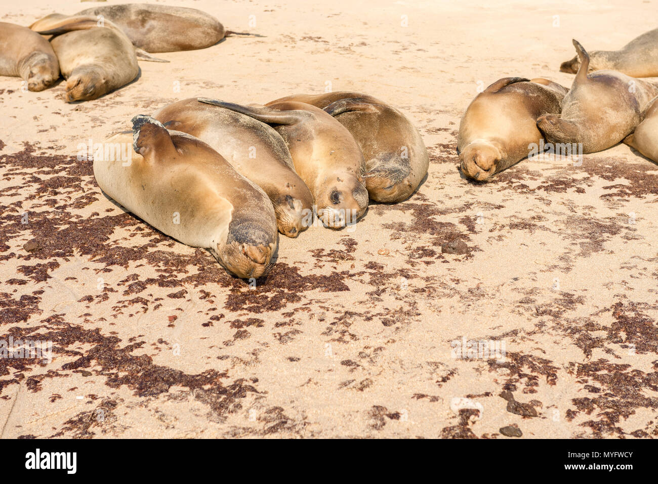 Colonia di leoni di mare dormire sulla spiaggia di Santa Fe Isola delle Galapagos. Foto Stock