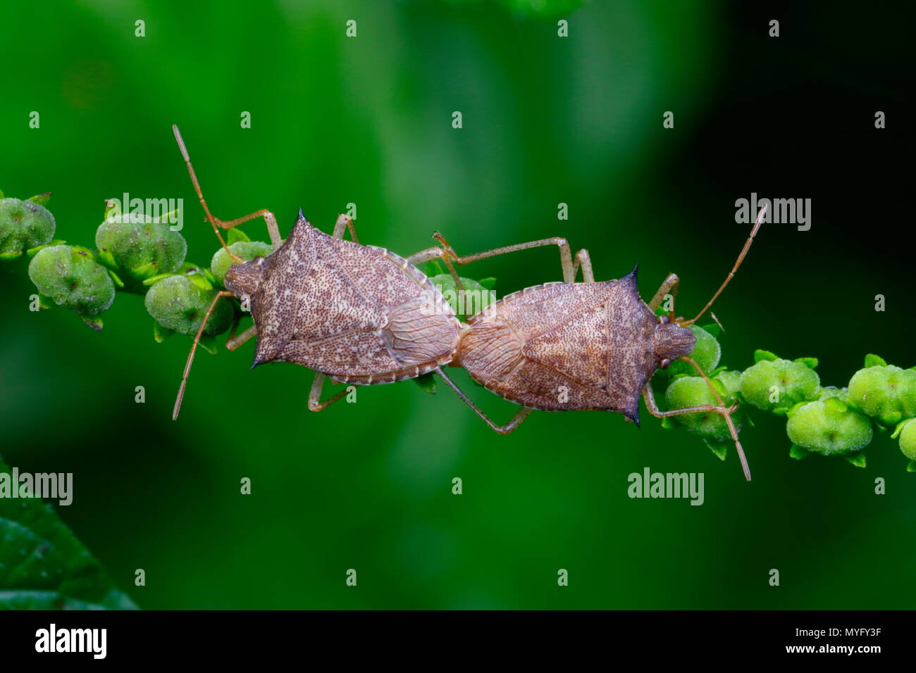 Una coppia di stink bug, Hemiptera specie, coniugata su un impianto di stelo. Foto Stock