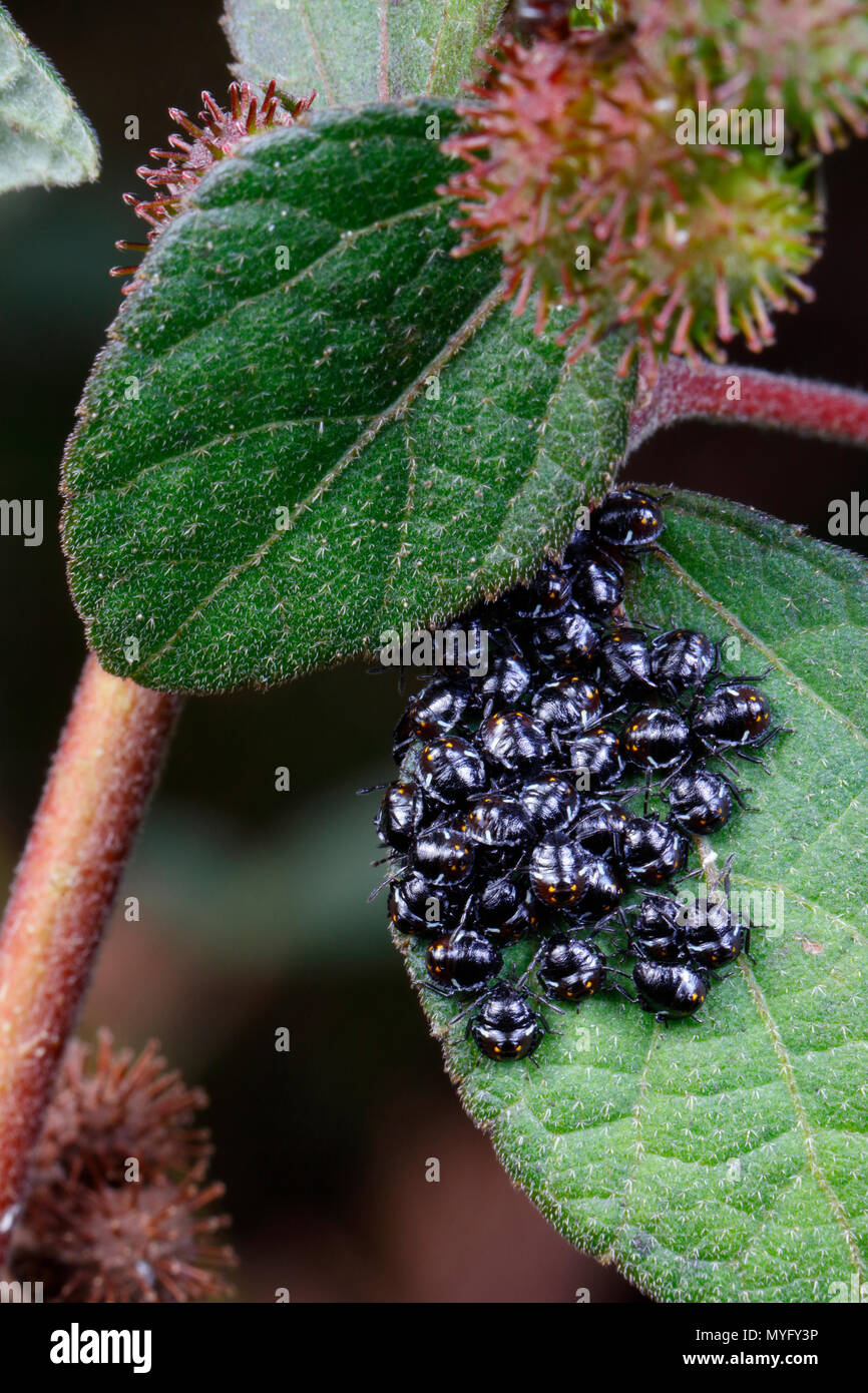 Un gruppo di stink bug ninfe, Hemiptera specie, arroccato su un Cesare foglia di erbaccia. Foto Stock
