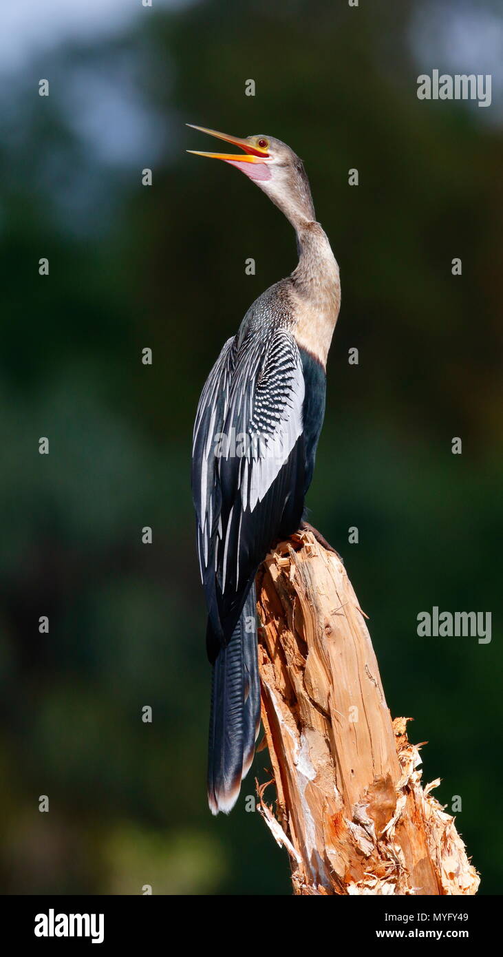 Una femmina, Anhinga Anhinga anhinga, appollaiato su un albero morto fonazione. Foto Stock